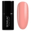 Peach Please 971